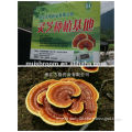 Ganoderma lucidum extract (reishi mushroom),we have our own planting base,GMP/HACCP certification